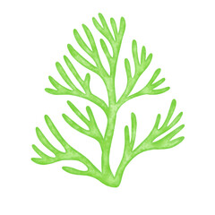green seaweed leaf watercolor illustration