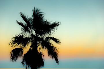 Fototapeta na wymiar Dark palm tree silhouette against tropical colorful sunset background at the beach
