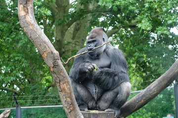 Gorilla at the zoo