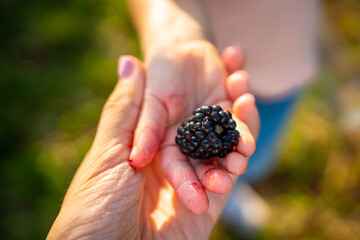 Blackberry berry in child hand and woman hand in raspberry self-picking plantation in Czech republic