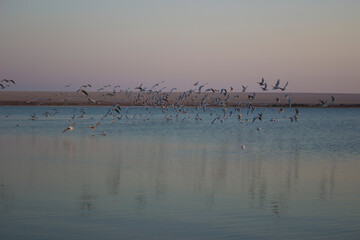 Birds at sunset time, Magic Lake, Fayoum, Egypt