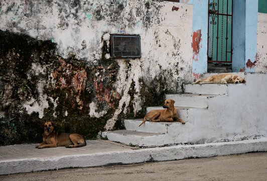 Aspin dogs lying on old stairs by a dirty abandoned house in Valladolid, Yucatan, Mexico