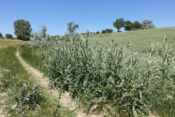 Obraz premium Silybum marianum plant growing by the roadside, Silybum marianum which is one of the medicinal herbs, thistle herb,