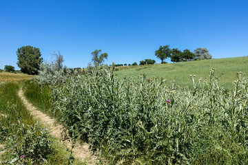Silybum marianum plant growing by the roadside, Silybum marianum which is one of the medicinal herbs, thistle herb,