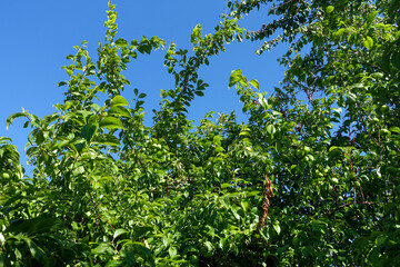 Fototapeta na wymiar a large amount of green plums between the leaves on the plum tree,
