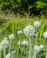 Onion plant that begins to seed, onion for seed, onion plant planted for seed in the garden,