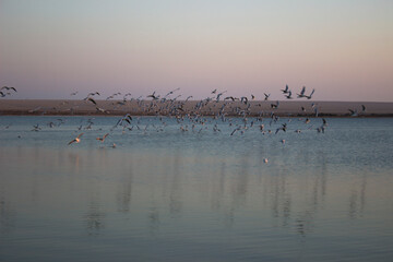 Birds at sunset time, Magic Lake, Fayoum, Egypt