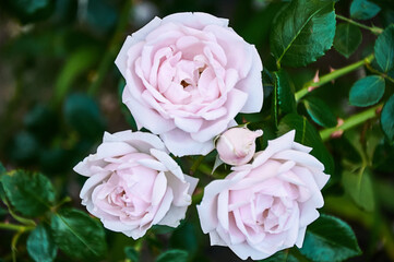 Pink rose close-up in summer in the garden. Beautiful floral background. Valentine's day and holidays. Love and tenderness