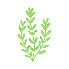 green seaweed leaf watercolor illustration