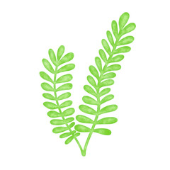 green seaweed leaf watercolor illustration