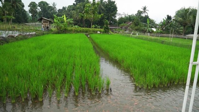 The Mina Padi farming system that has begun to be developed by farmers, rice fields and red tilapia fish ponds in one area, so that crop yields are doubled.