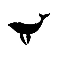 big ocean whale vector illustration