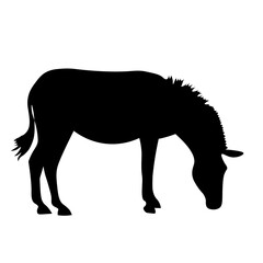 silhouette of a zebra  © Orkhan