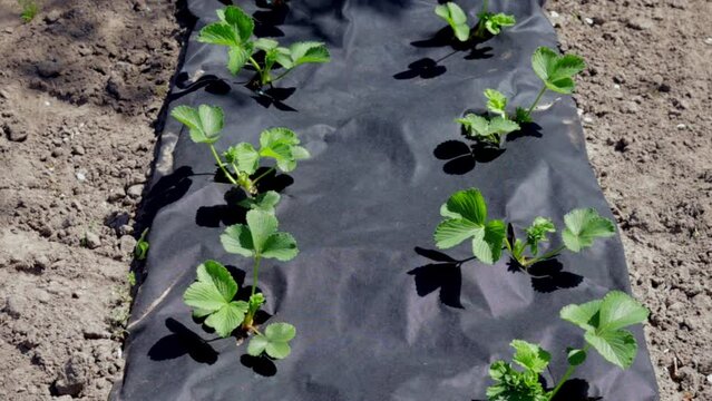 Neat long beds of strawberries covered with black agrofibre. A green strawberry plant in a dark black spunbond hole in the ground. Application of modern technologies for growing strawberries.