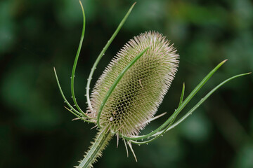 flower of a thistle flower