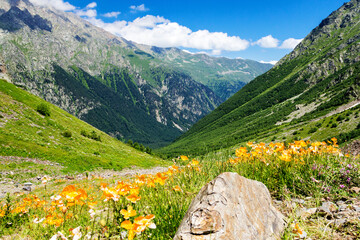 Wild poppy thickets in alpine meadows.