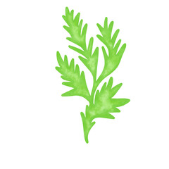 green seaweed leaf watercolor illustration