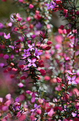 Beautiful pink flowers of the Australian native Boronia ledifolia, family Rutaceae, growing in Sydney sclerophyll forest. Winter to spring flowering. - 526503688