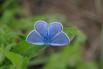 Male common blue butterfly (Polyommatus icarus).