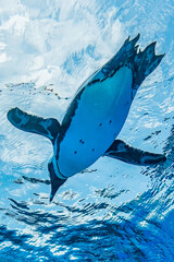 空飛ぶペンギン