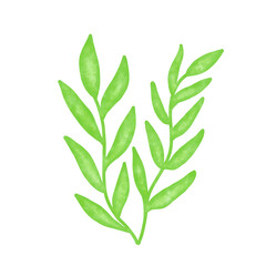 green seaweed leaf watercolor illustration