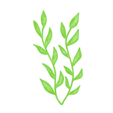 recommend clip art: green seaweed leaf watercolor illustration