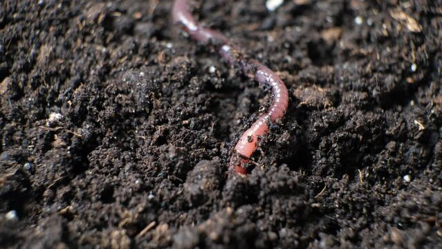 A big earthworm crawls into a hole in the black ground, close-up.