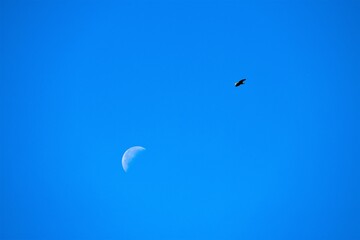 Frei, wie ein Vogel - Ein Halbmond und ein Adler im  blauen Morgenhimmel