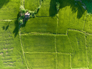 Aerial view of rice field in Thailand.