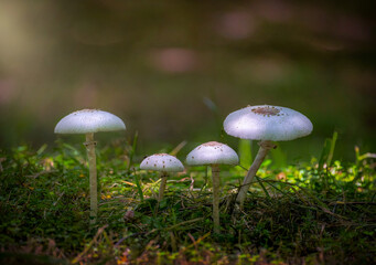 Close-up image of beautiful 4 white mushrooms naturally in the rainy season.