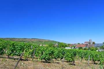 Fototapeta na wymiar Burgundy, France. Vineyards of Nuits-Saint-Georges. August 9, 2022.