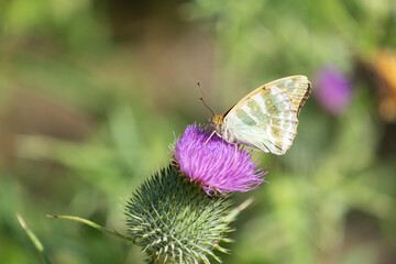 Silver-washed fritillary (Argynnis paphia)