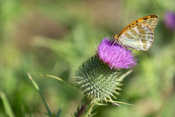 Silver-washed fritillary (Argynnis paphia)