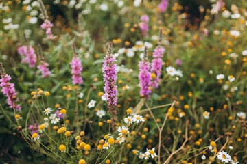 Obraz premium Blooming wild high grass in nature at sunset warm summer. Purple and white flowers flowering on field, nature banner
