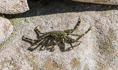crab on rock