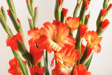 Closeup of orange gladiolus flowers on beige background. Holiday floral greeting card.