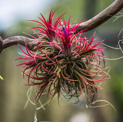 flower of a cactus