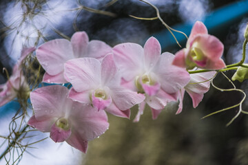 pink magnolia flowers