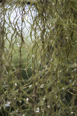 grass with dew drops