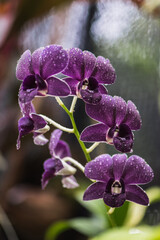 purple orchid flowers