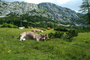 The picture from the beautiful nature in Austria in Tauplitzalm in the Alps. Some cows standing or lying on the meadows. 