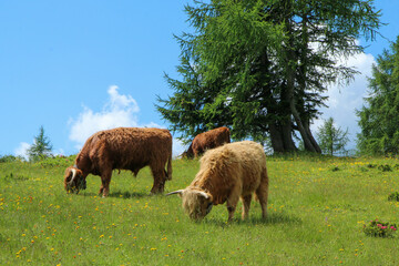 The picture from the beautiful nature in Austria in Tauplitzalm in the Alps. Some cows standing or lying on the meadows. 