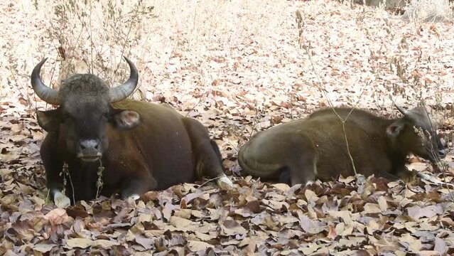 2 Indian Bisons resting and eating food in the Kanha National Park, Madhya Pradesh