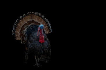 Portrait of a male turkey on a black background