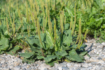 Broadleaf plantain (Plantago major) as weed on stony ground. - obrazy, fototapety, plakaty