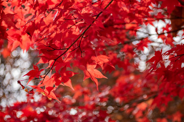 赤く色づいたモミジの葉
