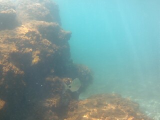 Fototapeta na wymiar underwater scene with coral reef