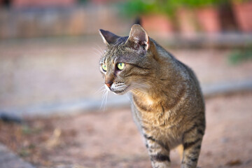 One striped cat looking at something