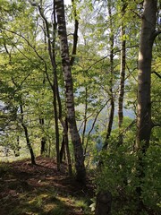 Fototapeta premium wald, natur, blätter, relax, fluss