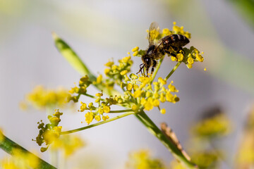 bee on yellow flower